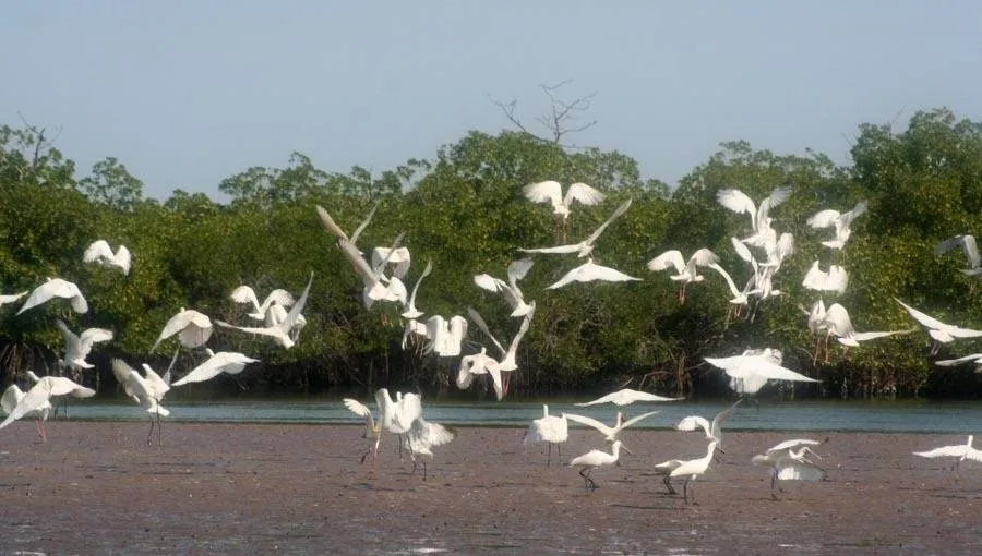  Senegal Nature and Culture Tour Tour Image 7 7