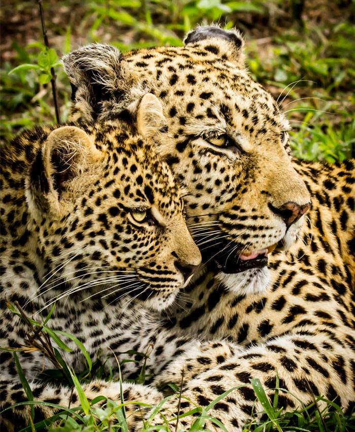 Kenya Tours and Safari Tour Image 3 3