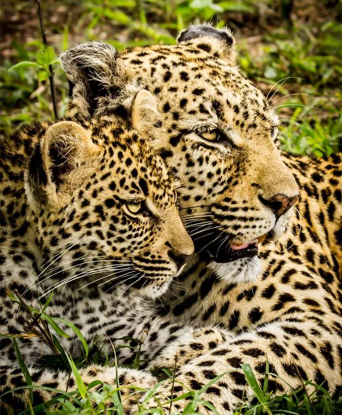 Kenya Tours and Safari Tour Image 5 5
