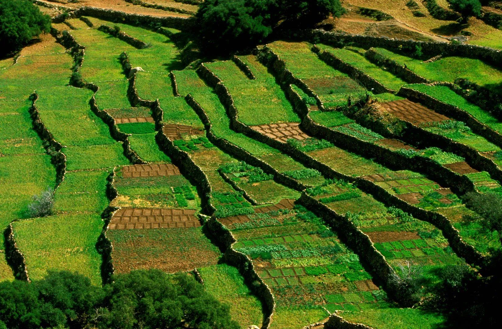 Agriculture and Farming in Morocco Tour Tour Image 7 7
