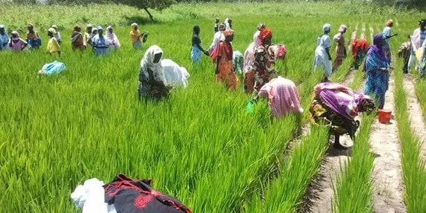 Senegal Agriculture Tour Tour Image 5 5