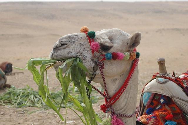 Egypt Overland Group Tour Tour Image 4 4