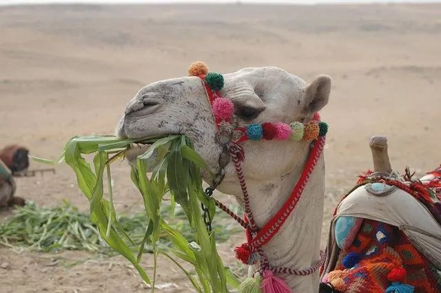 Egypt Overland Group Tour Tour Image 5 5