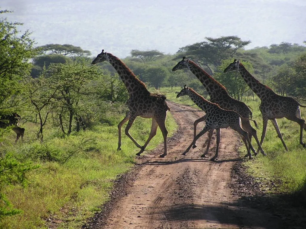 Tanzania Discovery Tour Tour Image 6 6