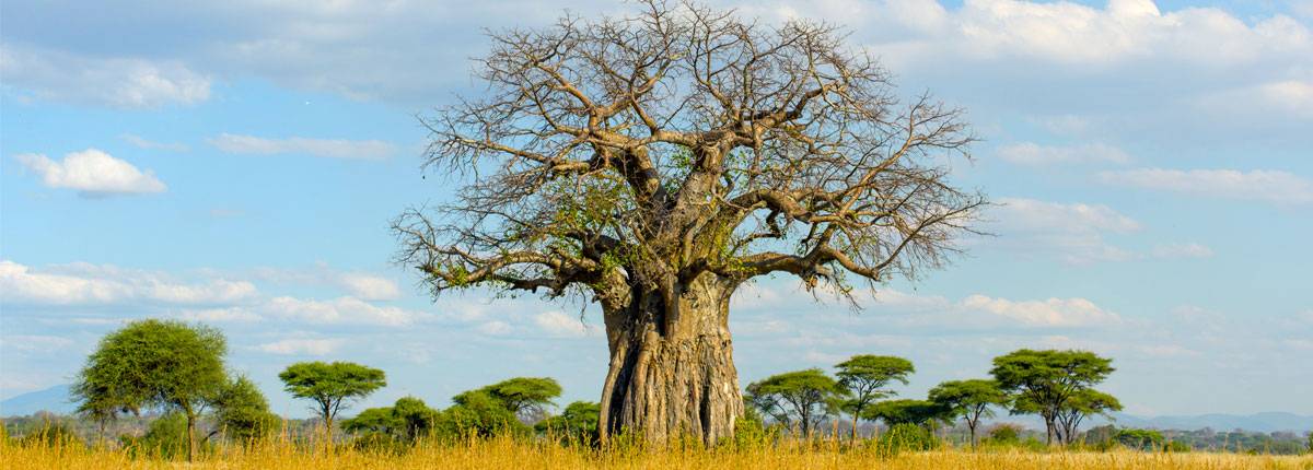 Tanzania Overland Expedition Tour Image 3 3