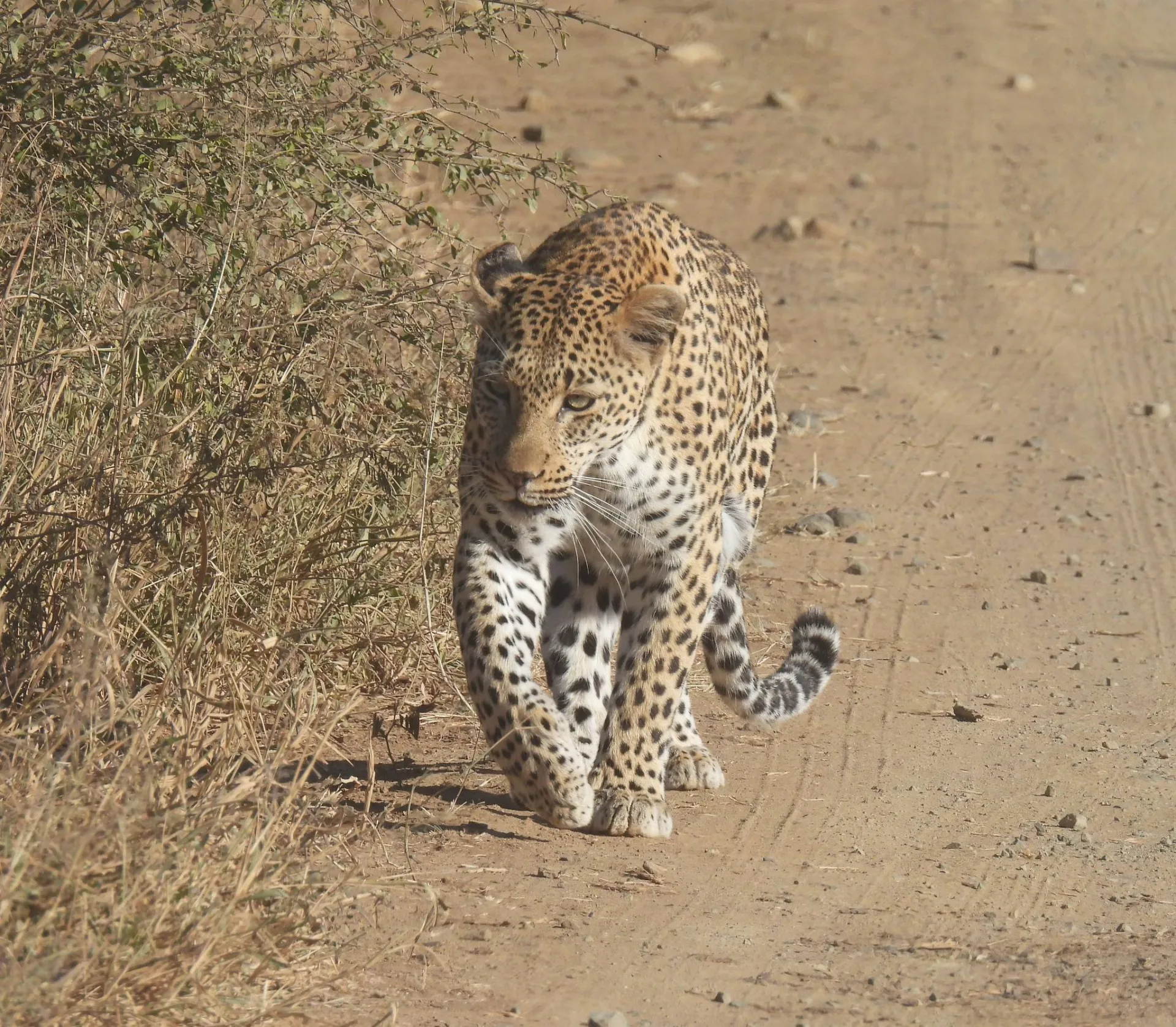 South Africa Luxury Tour and Safari Tour Image 1 1
