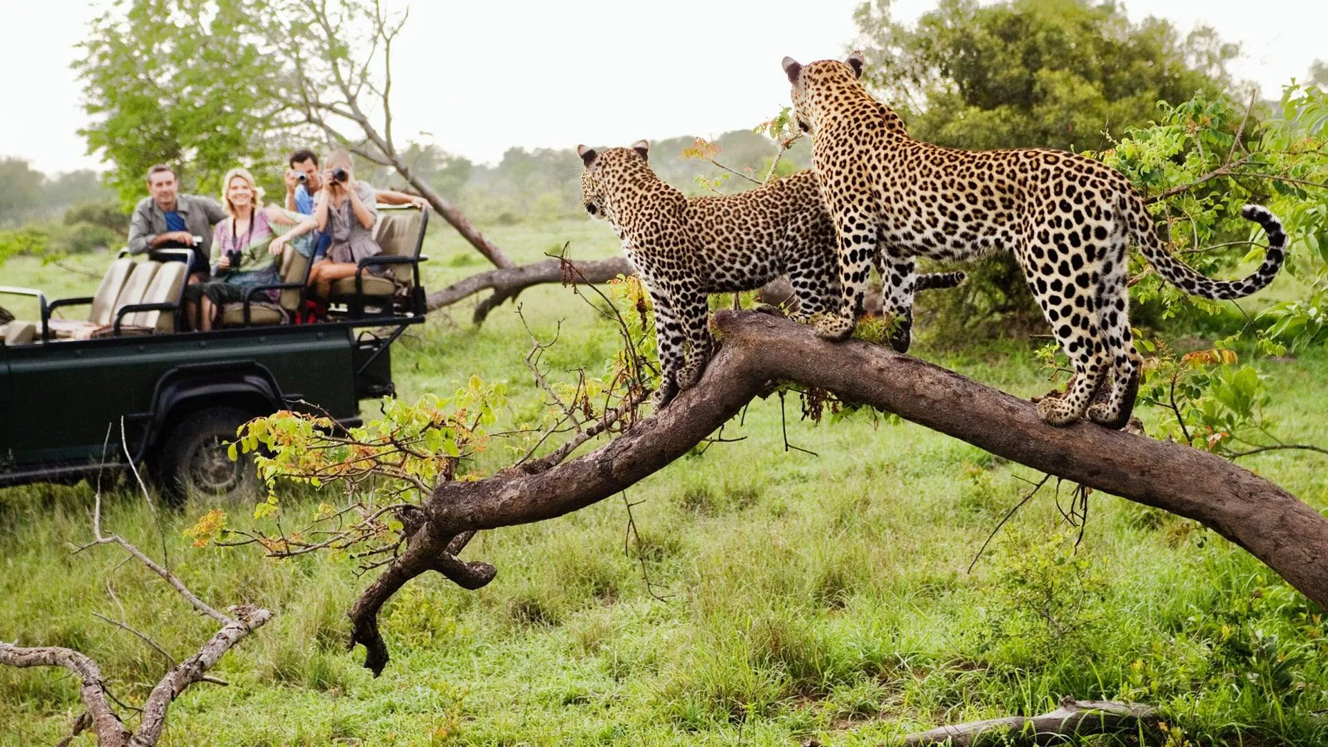 South Africa Luxury Tour and Safari Tour Image 2 2