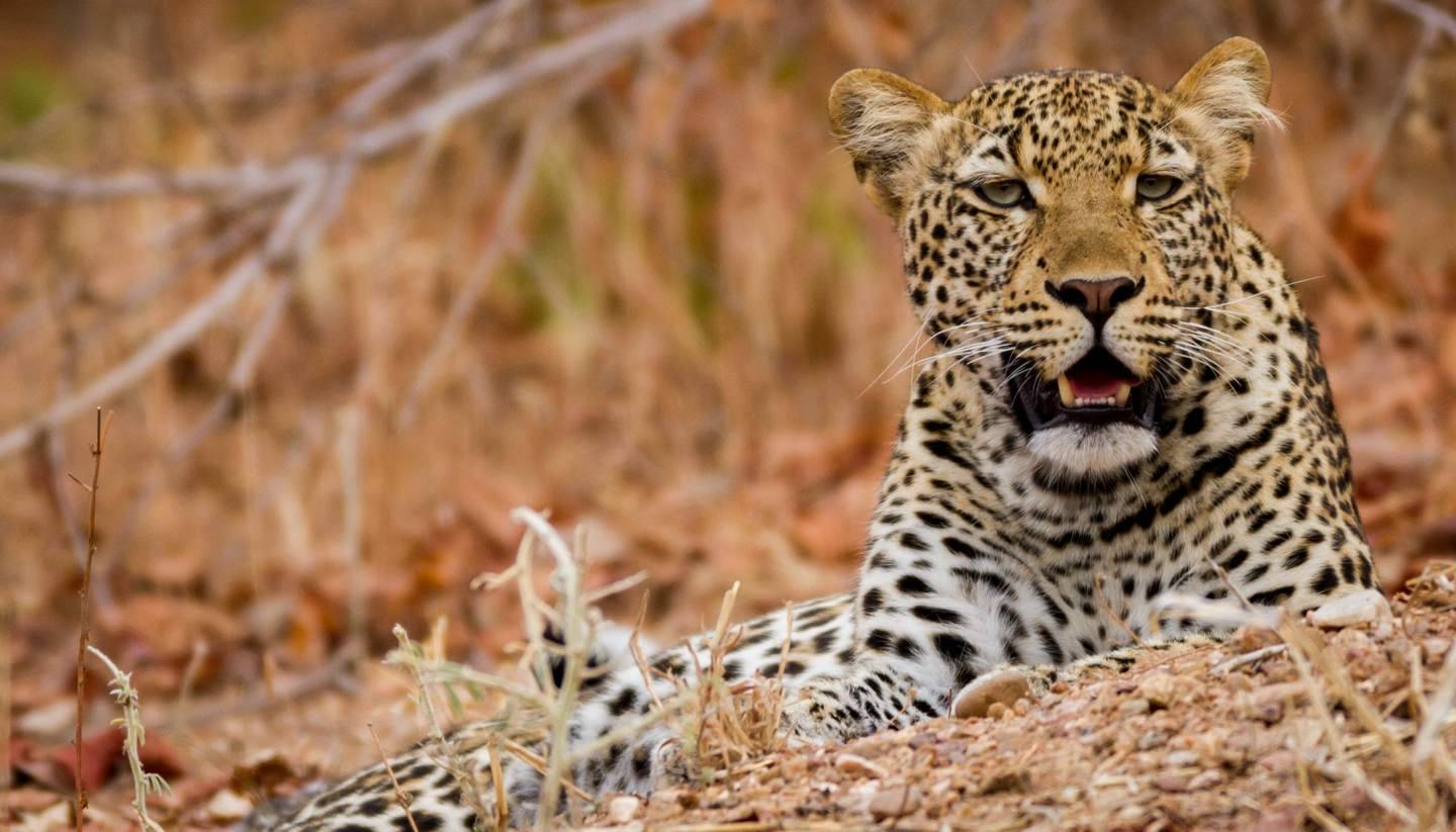 Zambia Discovery Tour and Safari Tour Image 6 6