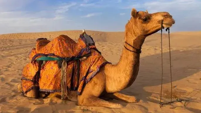  Mauritania Trans-Sahara Expedition Tour Image 2 2