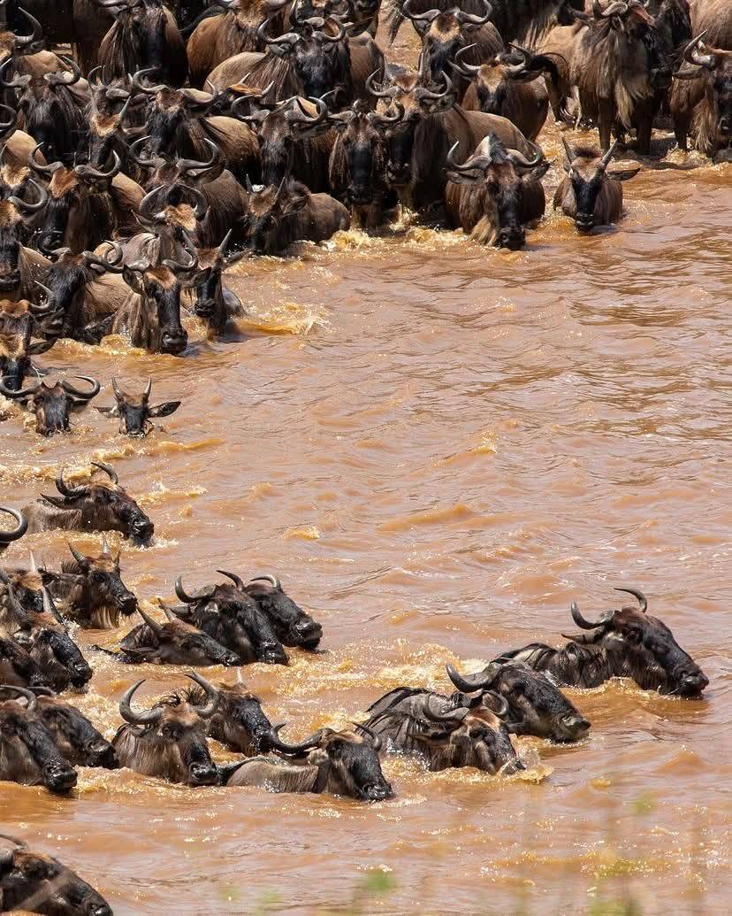 Kenya Luxury Safari Tour Image 3 3