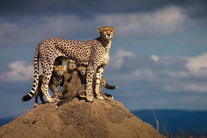 Kenya and Tanzania Tour Tour Image 4 4